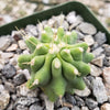 Ferocactus glaucescens &