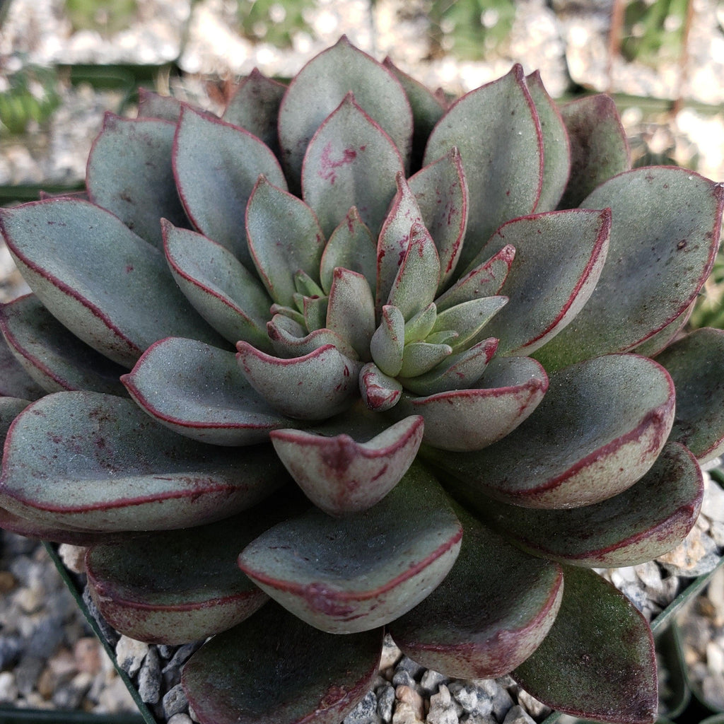 Echeveria moranii