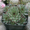 Sempervivum calcareum (Hens and Chicks)