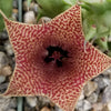 Huernia saudi arabica