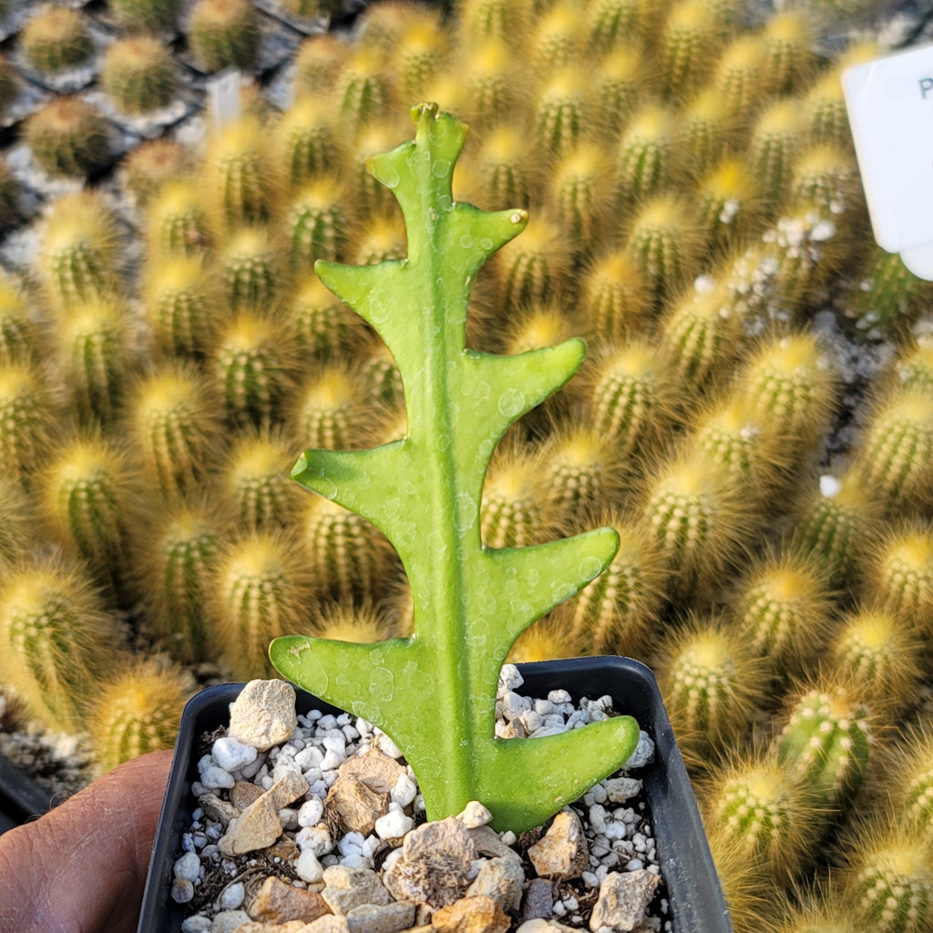 Fishbone Cactus ‘Selenicereus anthonyanus’ - Ric Rac Cactus