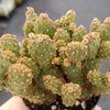 Opuntia rufida minima monstrose