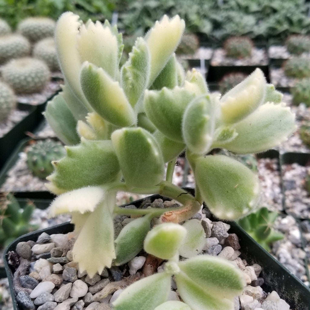 Variegated Bear Paw Succulent - Cotyledon ladismithiensis Variegata