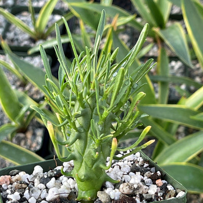 Euphorbia fasciculata schoenlandii