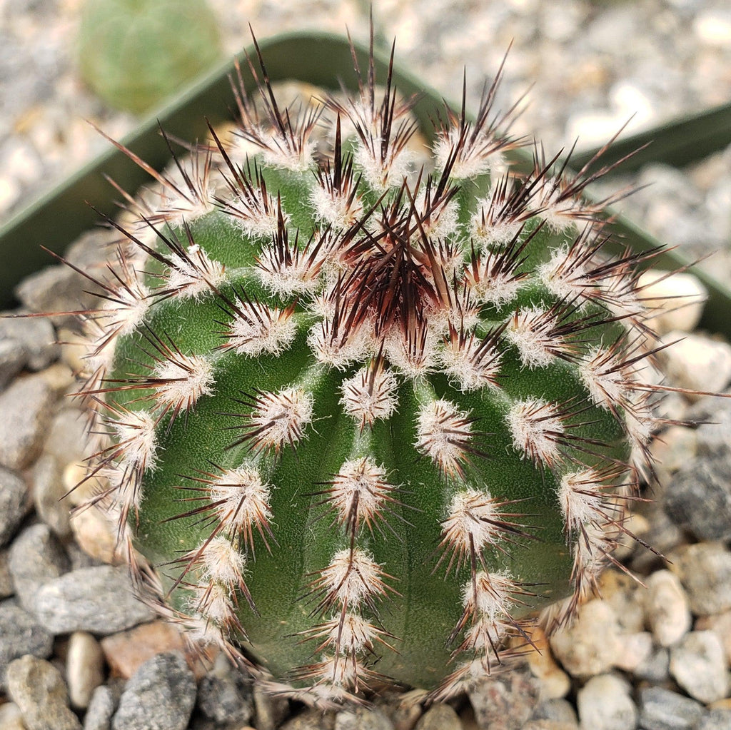 Echinocereus armatus
