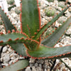 Aloe swordfish