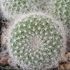 Mammillaria hahniana