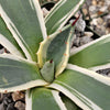 Agave applanata marginata