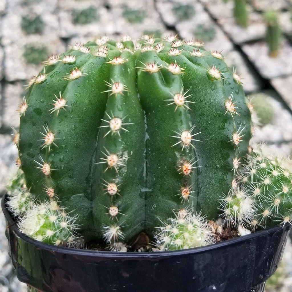 Echinobivia Hybrid Rainbow Bursts