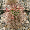 Mammillaria fraileana