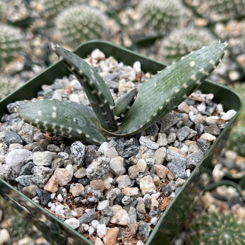 Aloe pearsonii