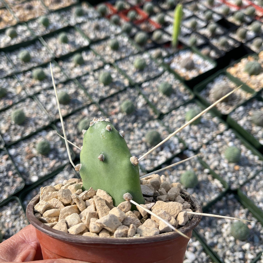Opuntia quimilo pad cutting
