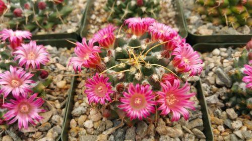 Mammillaria bucareliensis