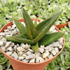 Aloe Black Gem – Alworthia Black Gem