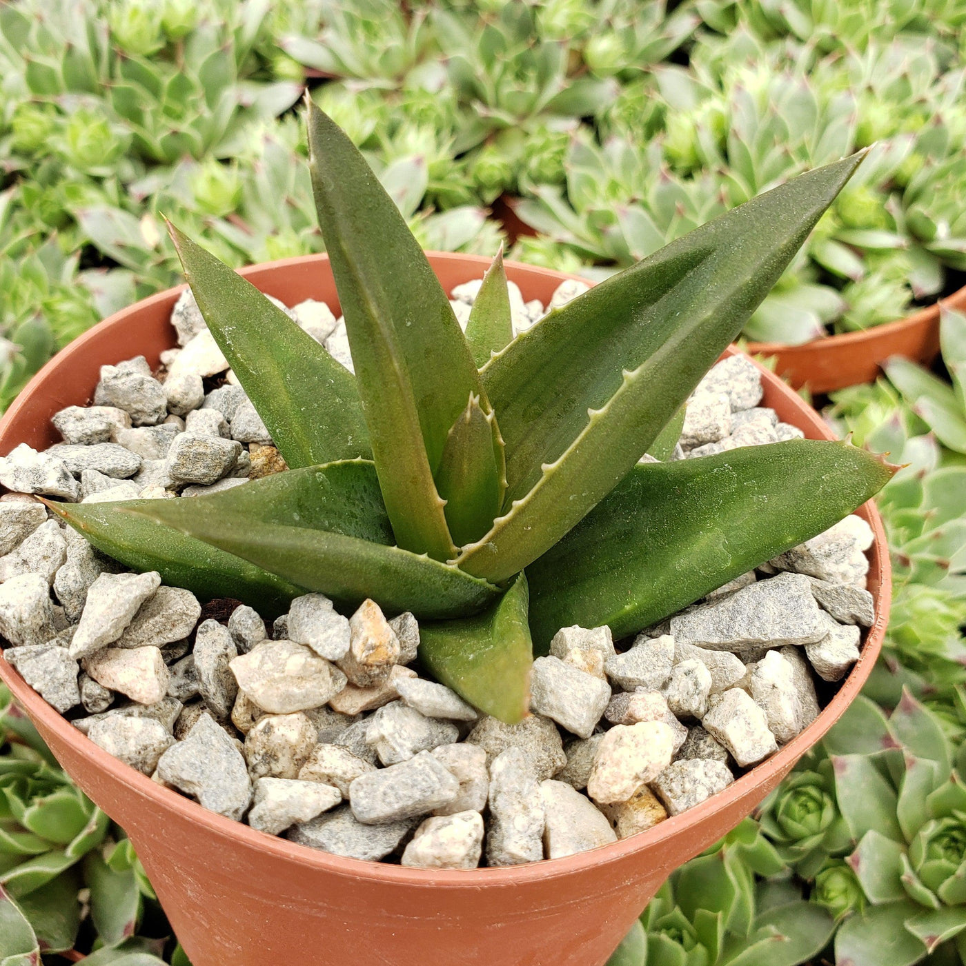Aloe Haworthia pentagona 'Alworthia Black Gem'