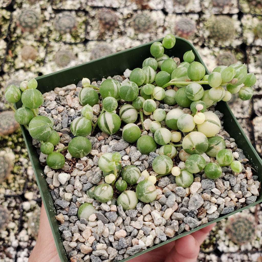 Variegated String of Pearls - Senecio Rowleyanus Variegated