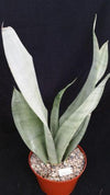 Moonshine Snake Plant - Sansevieria moonshine