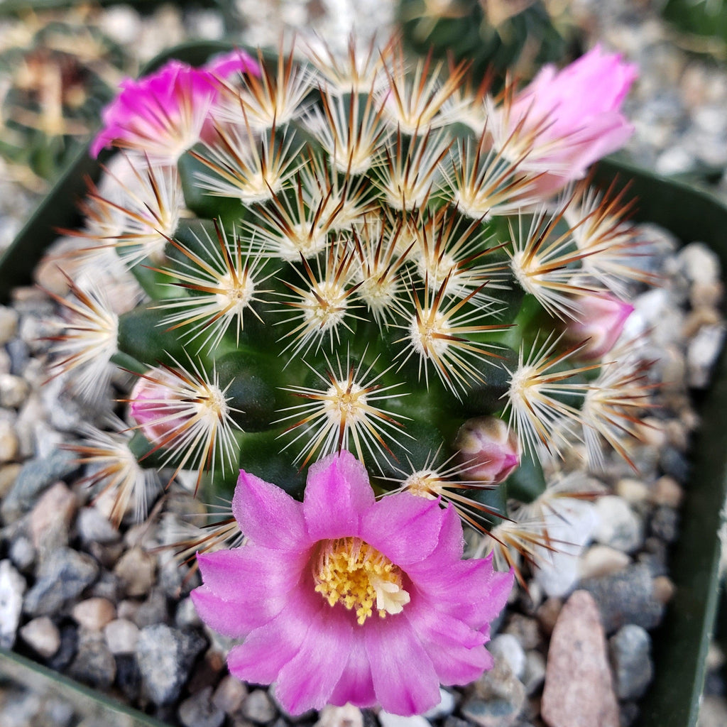 Mammillaria lauii subducta