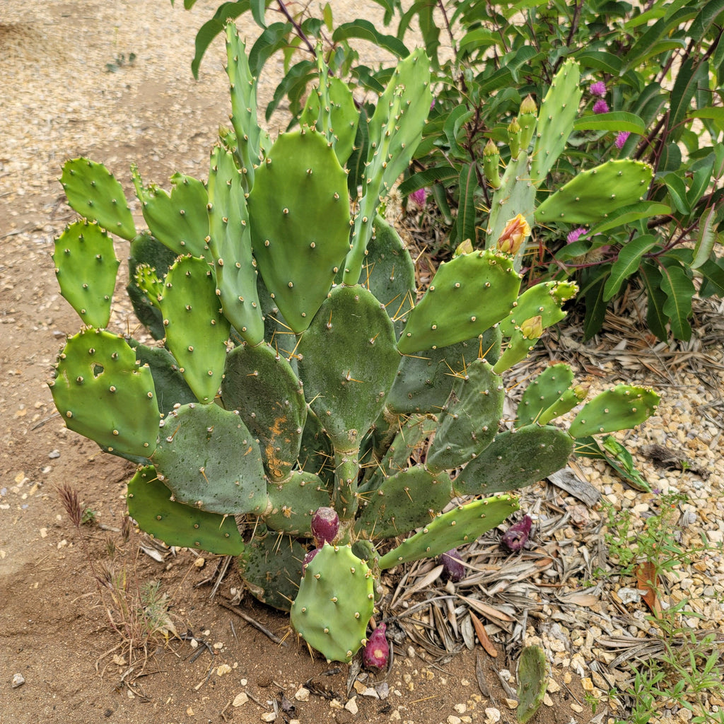 Opuntia Desert Ace Pad