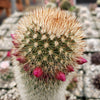 Mammillaria Pilcayensis