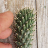 Opuntia fulgida cutting