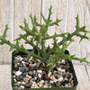 Euphorbia stenoclada