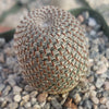 Rebutia heliosa