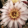 Gymnocalycium vatteri paucispinum