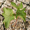 Adenia Volkensii