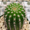 Indian Comb Cactus ‘Trichocereus brevispinulosus’