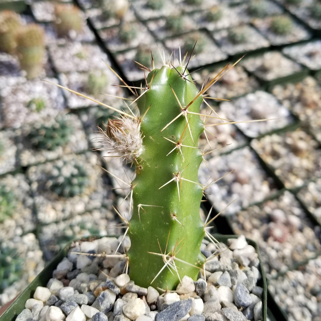 Echinocereus pentalophus