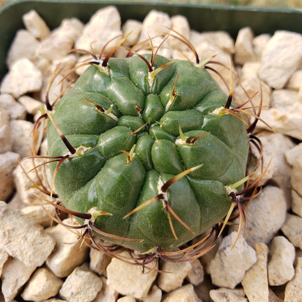 Submatucana aureiflora