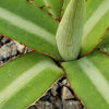 Agave lophantha splendida – Center Stripe Agave