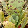 Kalanchoe marmorata