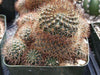 Rebutia fulviseta