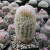 Peruvian Old Lady Cactus - Espostoa melanostele