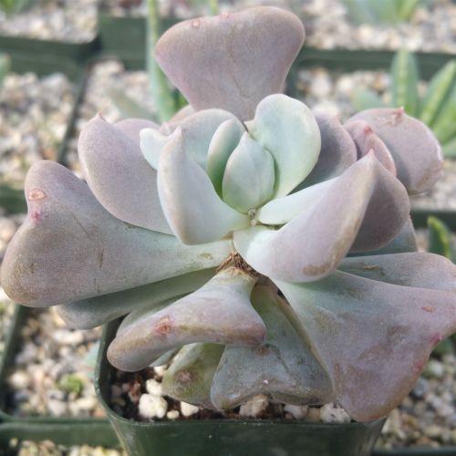 Echeveria cubic frost