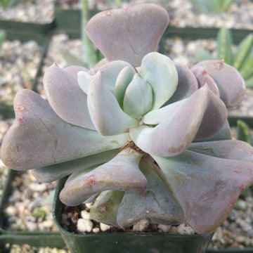 succulent plant froze Echeveria Cubic Frost | Rosette-Forming Plant