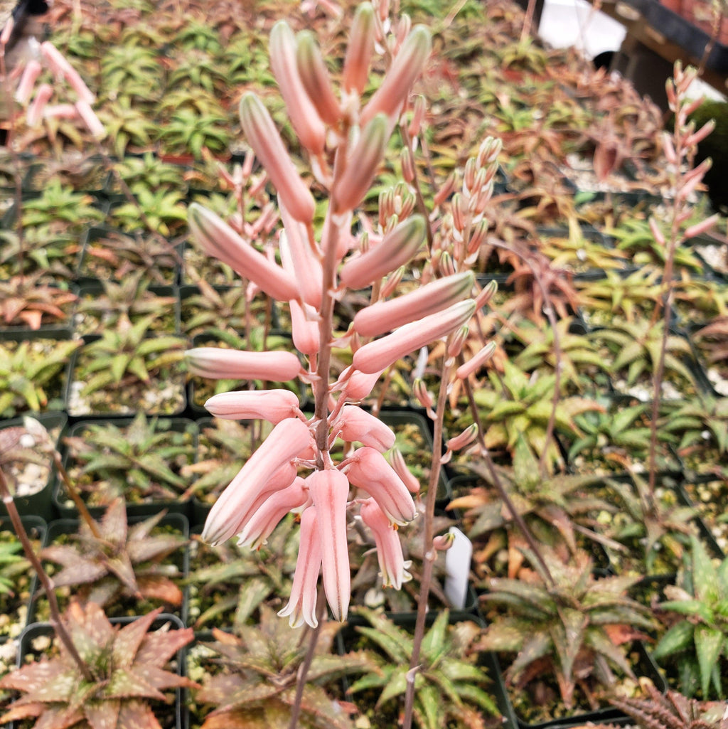 Aloe jucunda