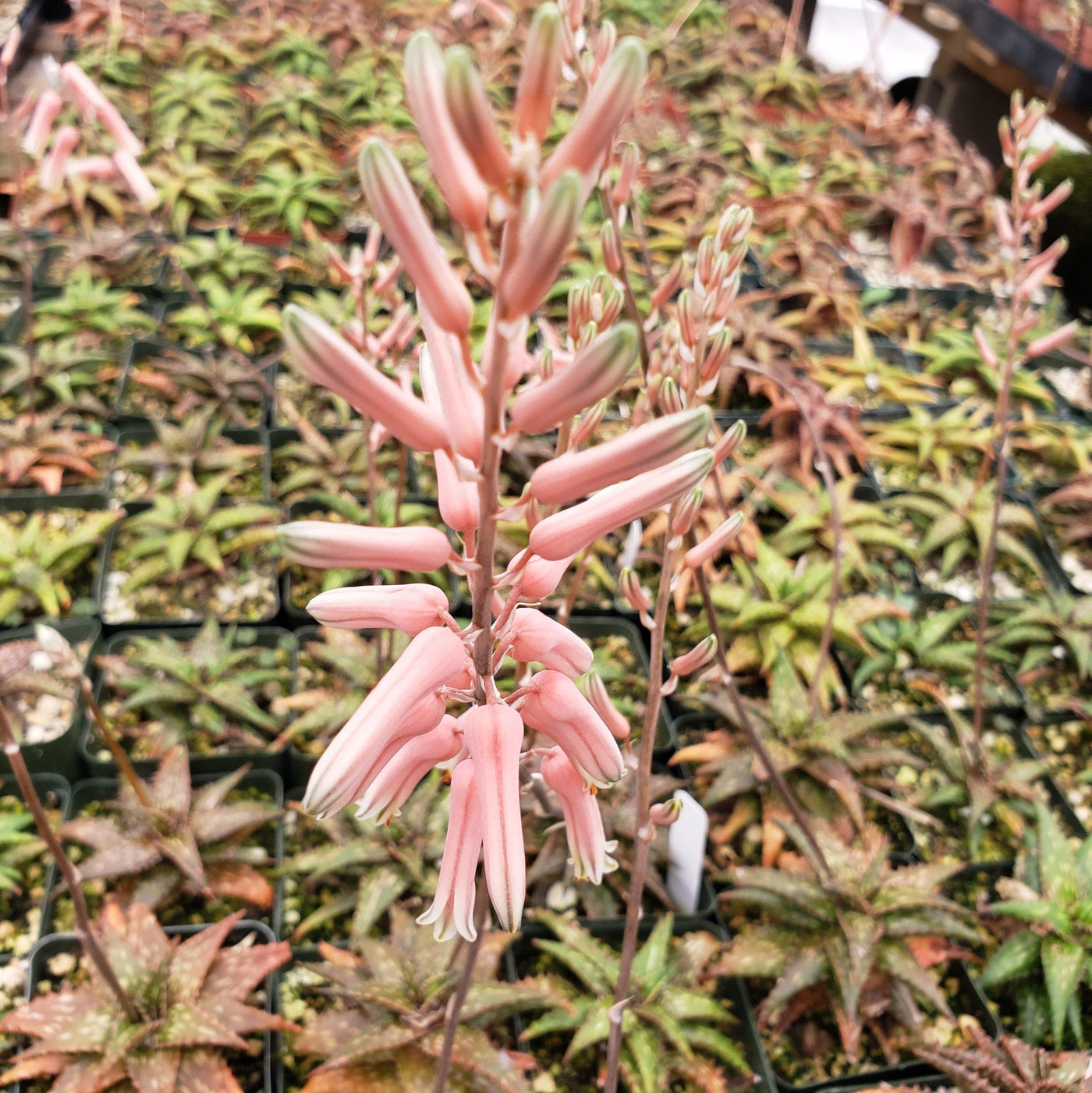 aloe vera plant with pink flowers Own miniature Aloe Jucunda | Miniature Aloe