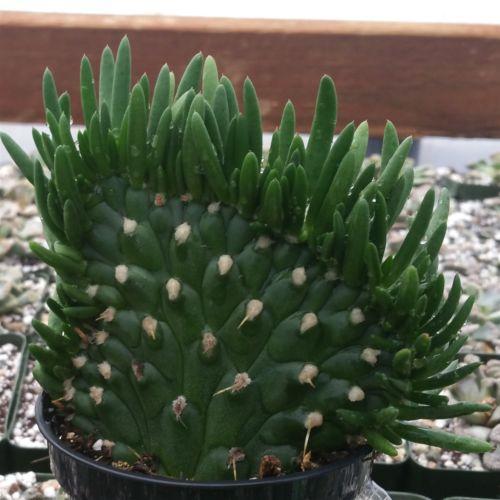 Opuntia tuna cristata - shop Crested Cochineal - OLD - BIG