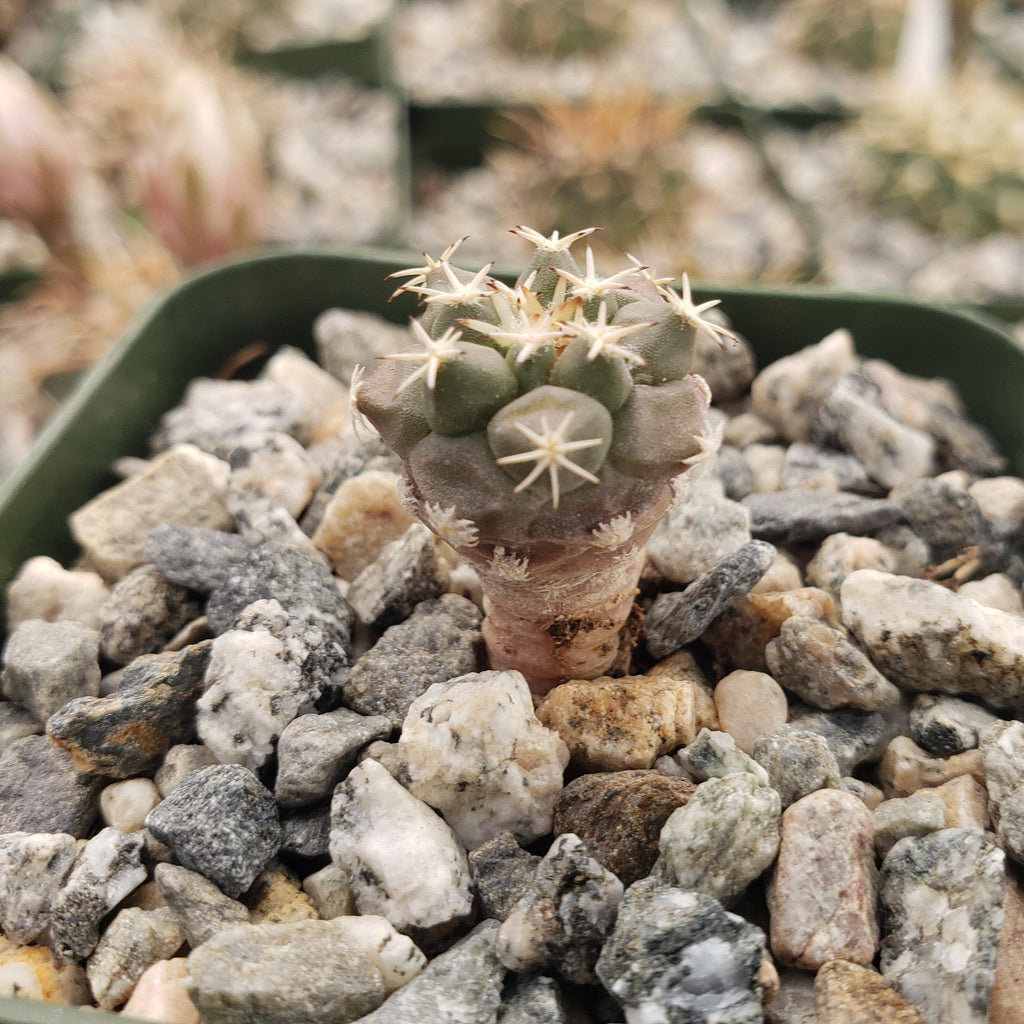 Turbinicarpus lophophoroides