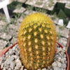 Weberbauerocereus johnsonii