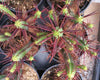 Euphorbia enopla