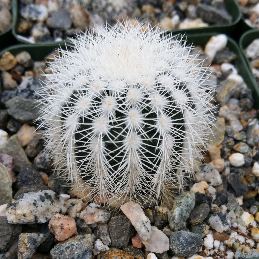 Echinocereus reichenbachii albispinus