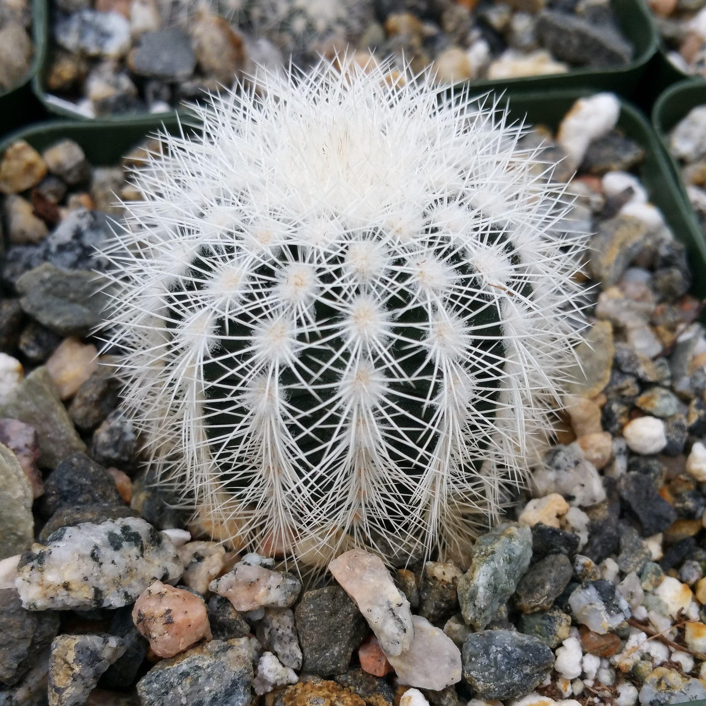 Echinocereus reichenbachii albispinus – Planet Desert