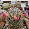 Mammillaria microhelia