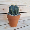 DIY Cactus terracotta 3.5" pot kit