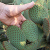 Opuntia microdasys rufida cutting