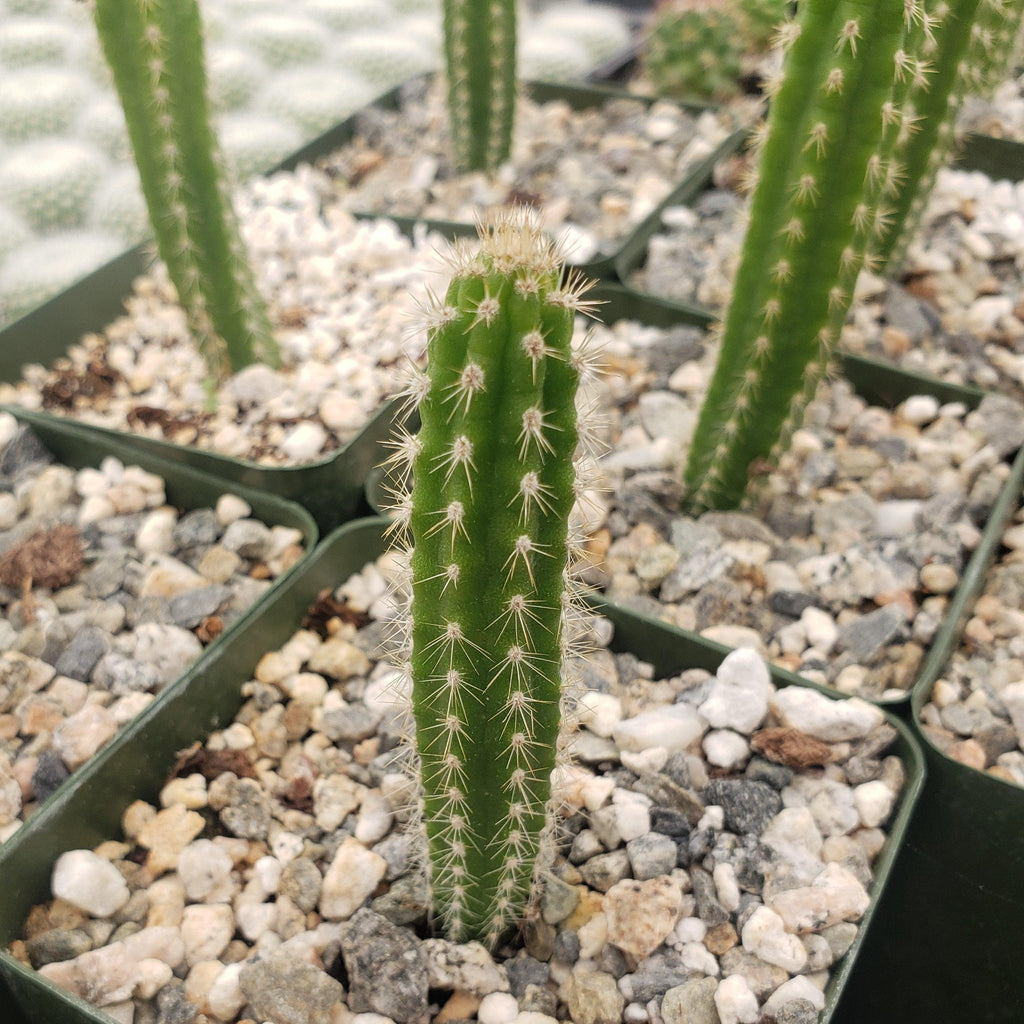 Yungasocereus inquisivensis